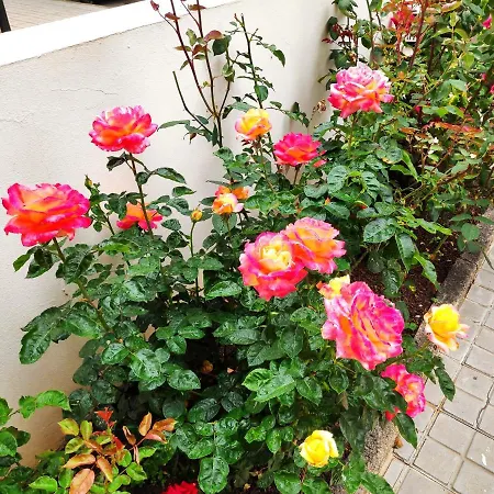 La Orquidea Διαμέρισμα *