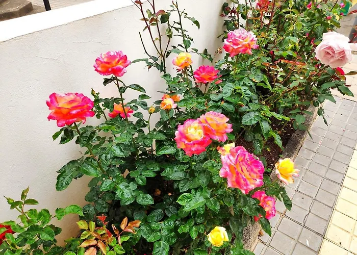 La Orquidea 公寓 *